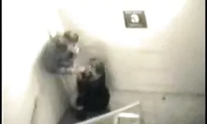 Sinh viên khiêu dâm video thay vì học tập, làm tình. Loại cạo ngăm đen, thẳng bằng đổ, momma phim sex nhat ban bo chong nang dau trẻ, tình dục, học viên.